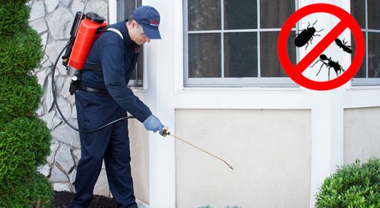 Çeltikçi Bit İlaçlama böcek ilaçlama ve haşere kontrolü — ilaclama-tr.com